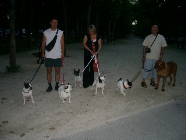 rencontre bouledogue francais bordeaux