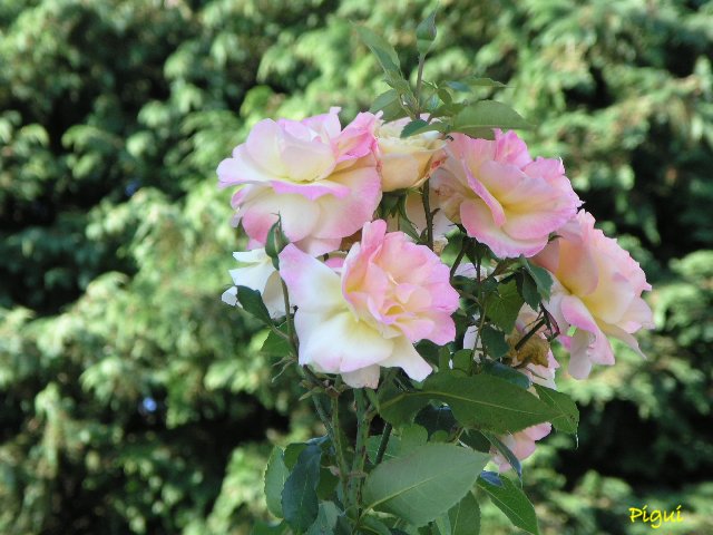 Roses d'Auray. dans Fleurs et plantes p8050112