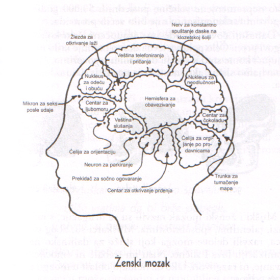 Ženski mozak