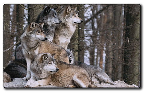 La tanière des Loups Elfiques