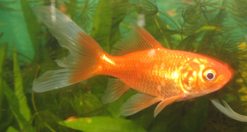 Poissons Rouges Taches Cotonneuses Et Nageoire Caudale éfilochée