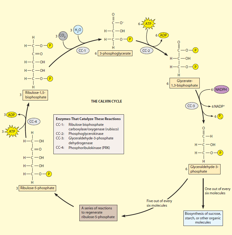 Where do the enzymatic reactions of the Calvin cycle take place?