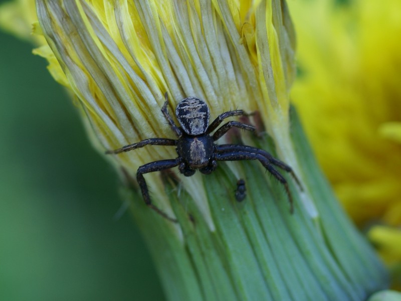 Global : Photos D'Araignées Du Québec - Arachnides Québécois - Araignée ...