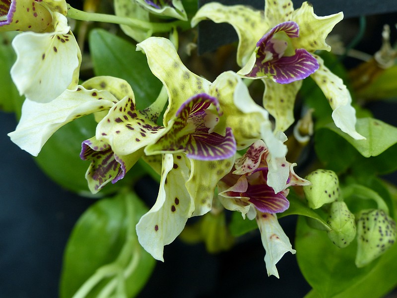 Résultat de recherche d'images pour "images gratuites d'orchidées"