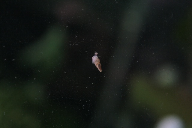 escargot Mélanoïdes sur la vitre d'un aquarium