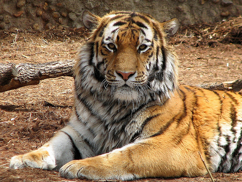 tigre_12.jpg