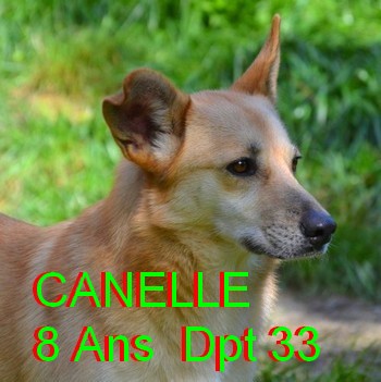 canell10.jpg