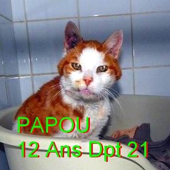papou_10.jpg
