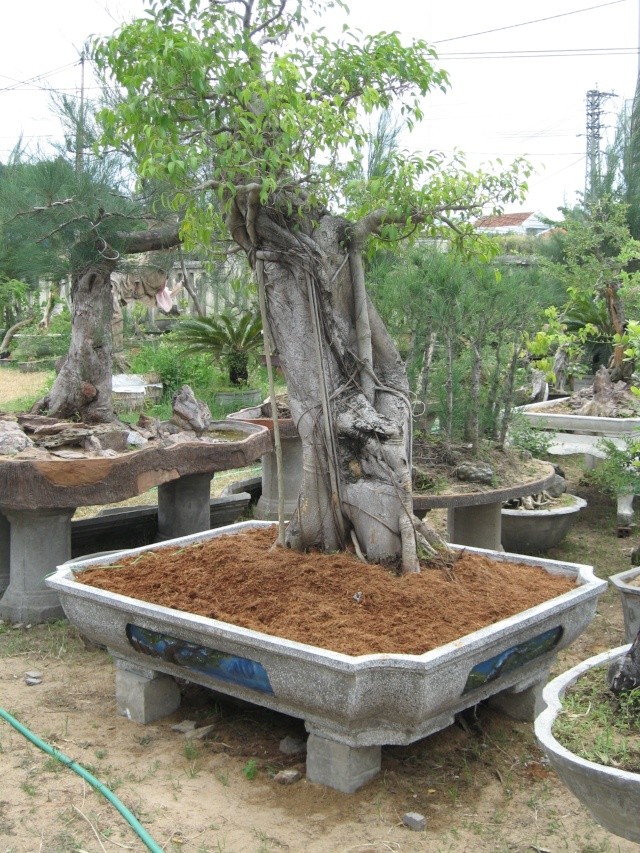 Some found Bonsai  in Vietnam 