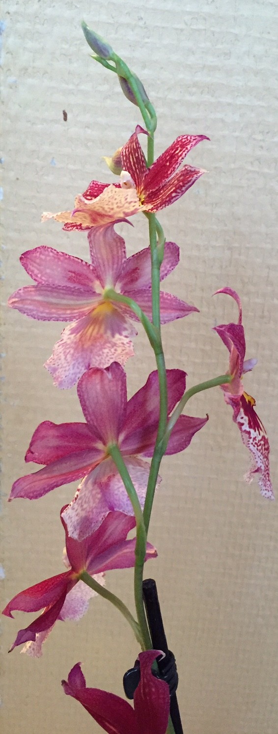 orchid13.jpg