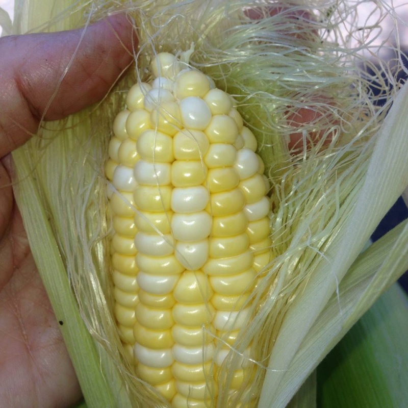 corn6210.jpg