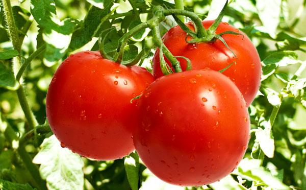 tomatt10.jpg