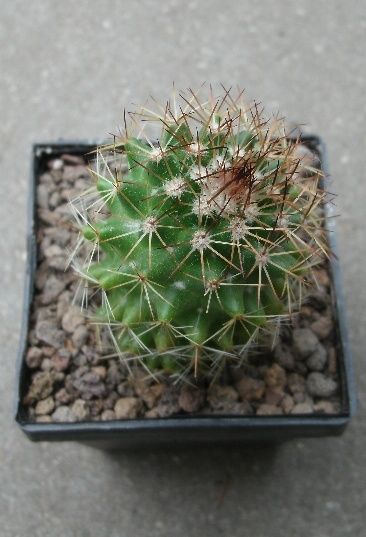 kaktus17.jpg