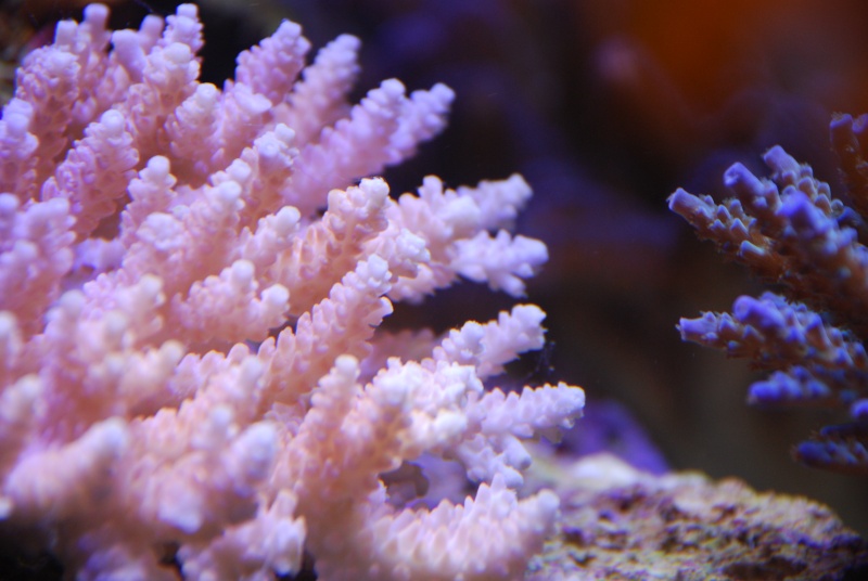 dsc_0116.jpg