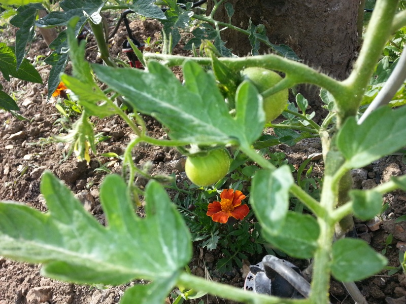 tomate18.jpg
