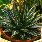 http://i18.servimg.com/u/f18/19/27/22/77/agave10.jpg