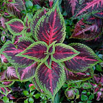 http://i18.servimg.com/u/f18/19/27/22/77/coleus11.jpg