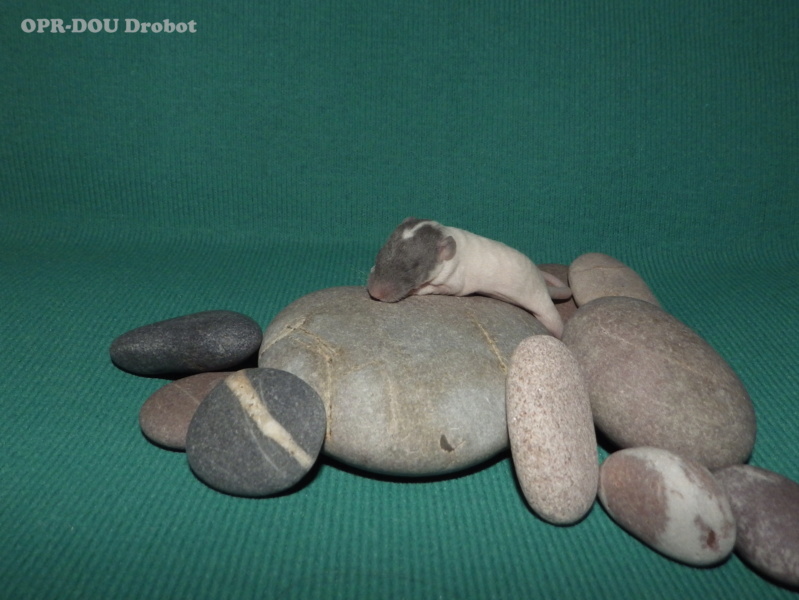 imgp9514.jpg
