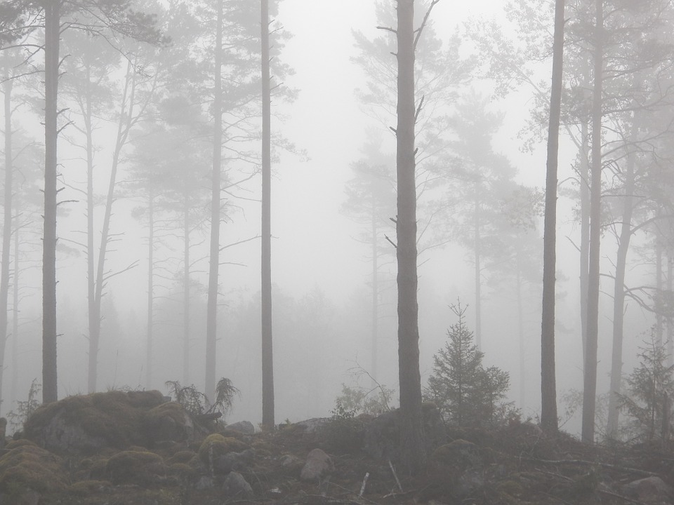 fog-4710.jpg